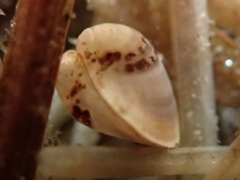 Musculium