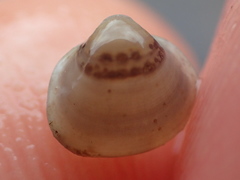 Musculium