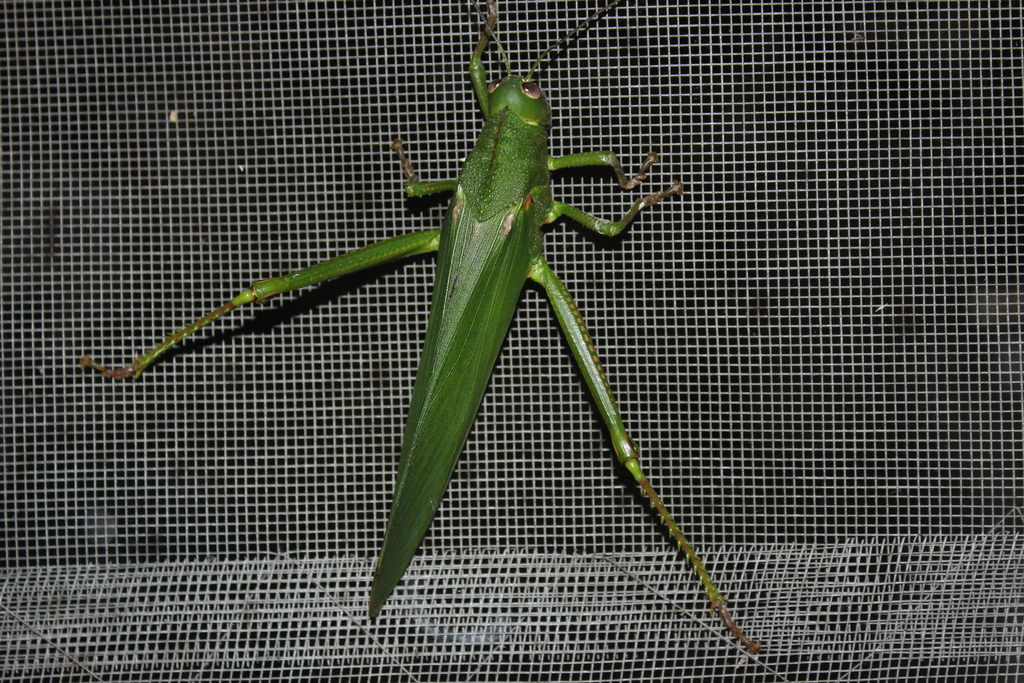 Titanacris velazquezii