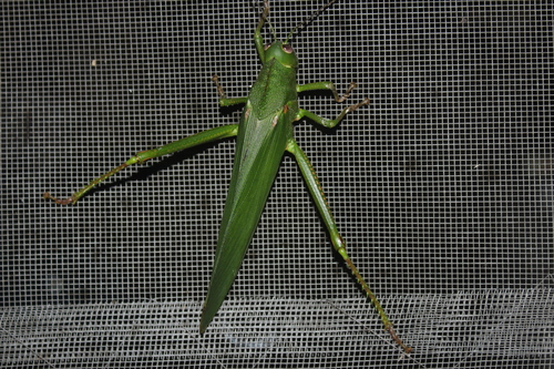 Titanacris velazquezii