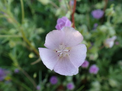 Eremalche parryi kernensis