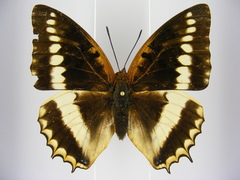 Charaxes lucretius maximus