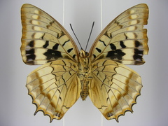 Charaxes lucretius maximus