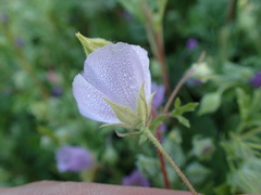 Eremalche parryi kernensis