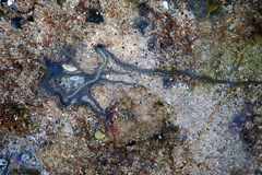 Macrophiothrix