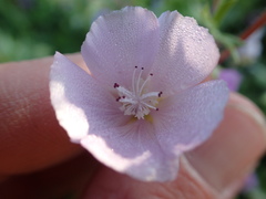 Eremalche parryi kernensis