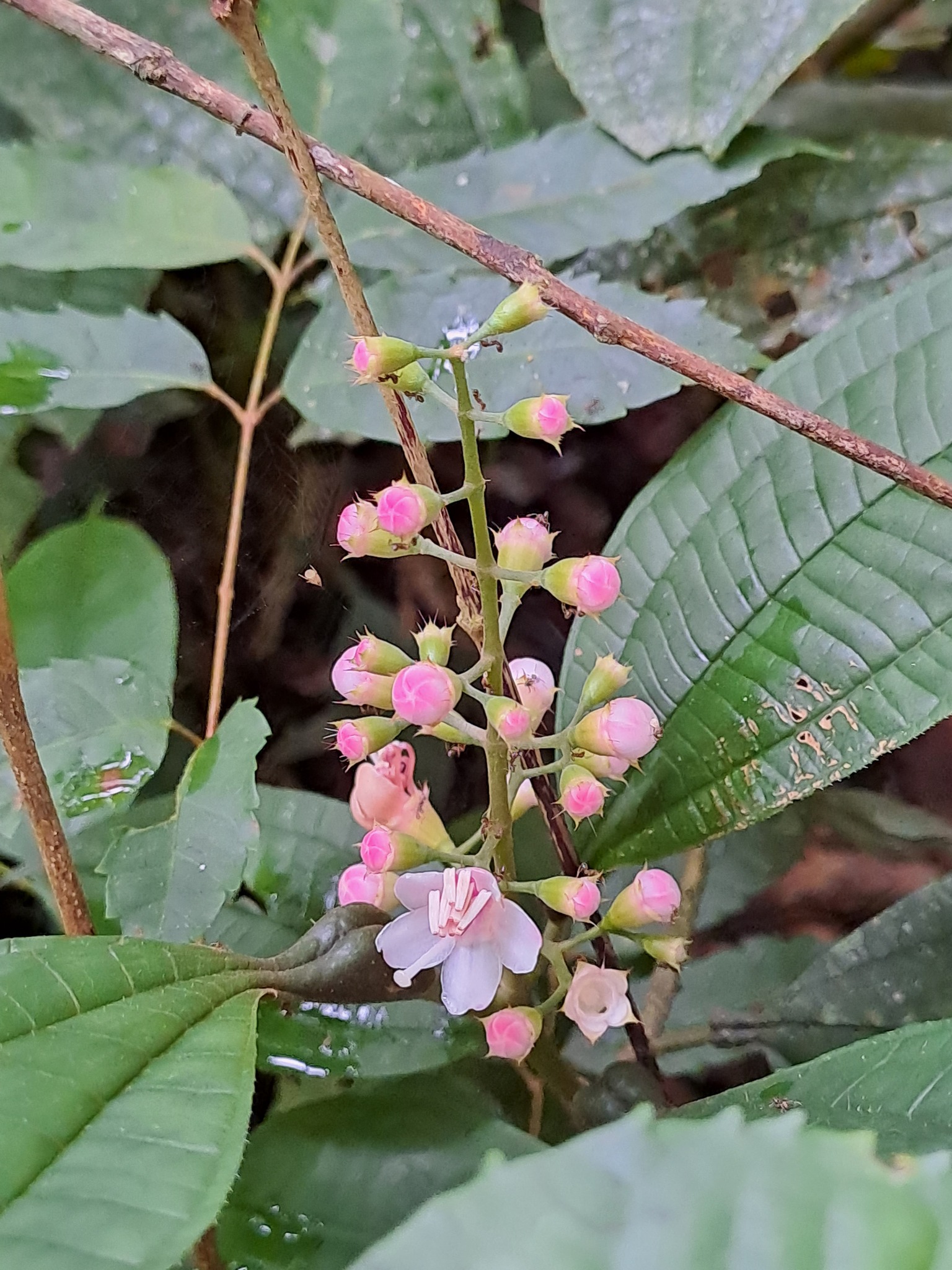 Miconia bullifera