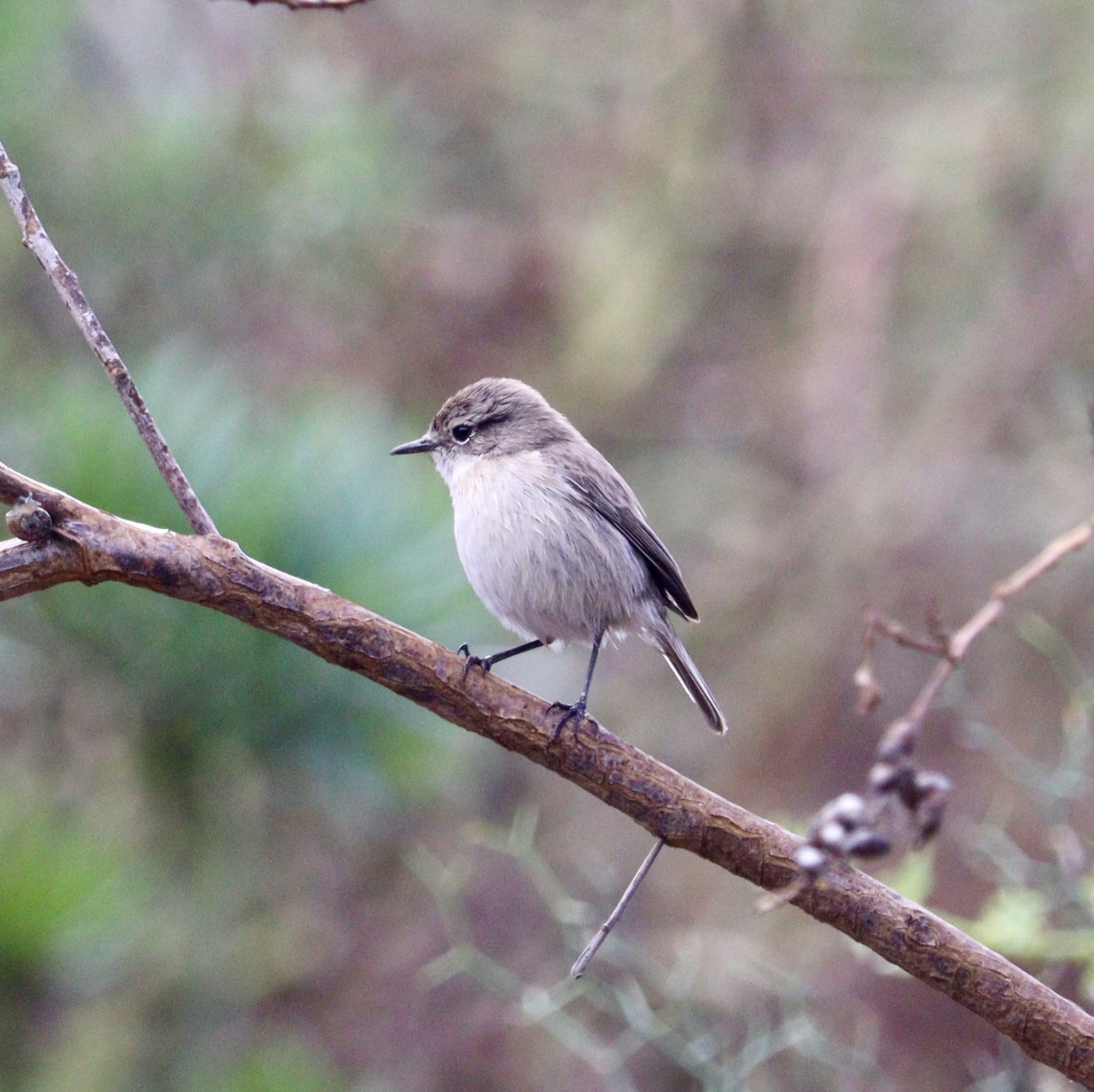 Fuerteventura Stonechat illustration