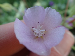 Eremalche parryi kernensis