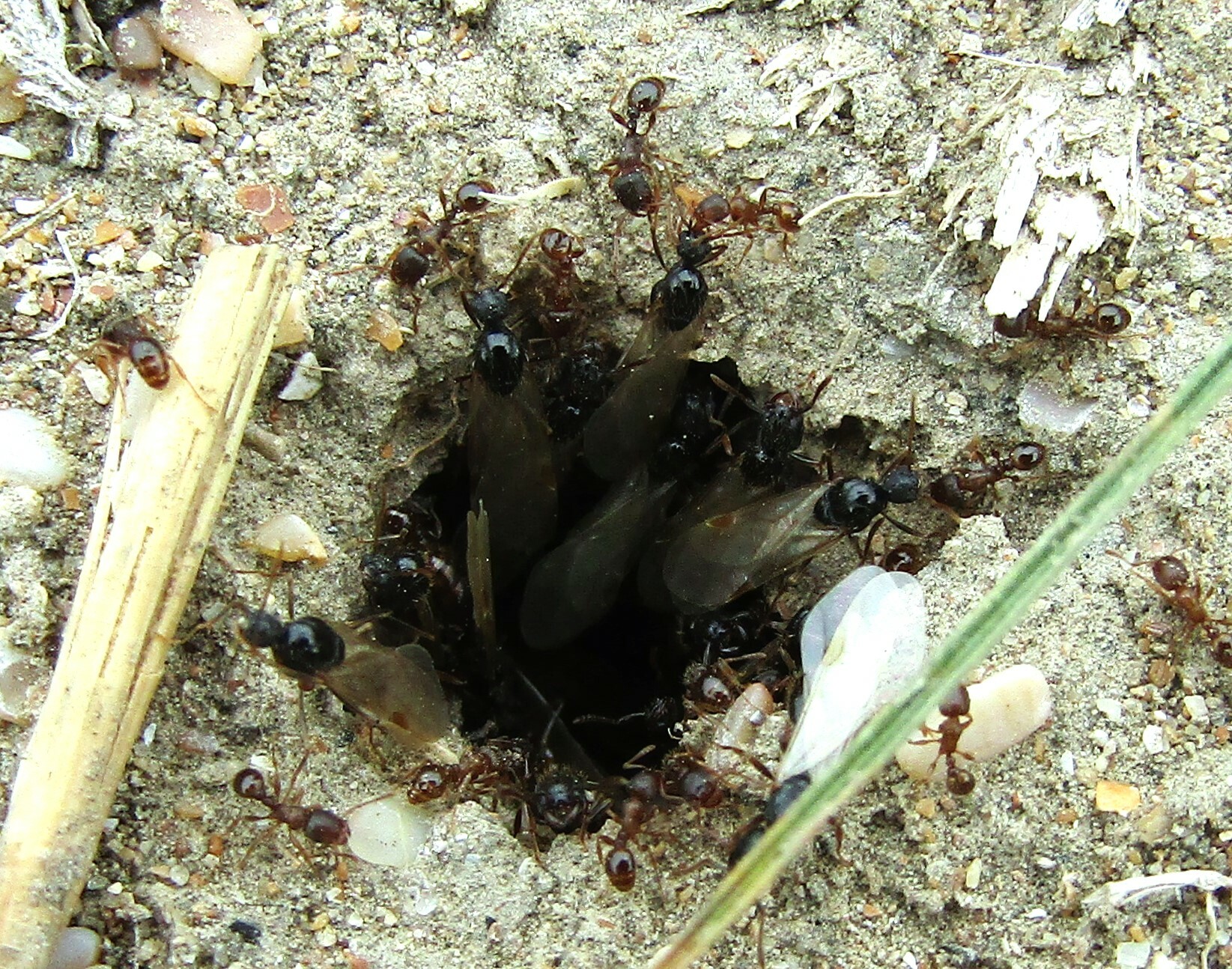 Strongylognathus huberi