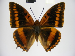 Charaxes lucretius maximus