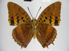 Charaxes lucretius maximus
