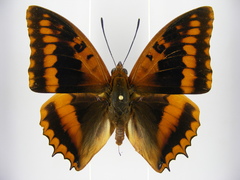 Charaxes lucretius maximus