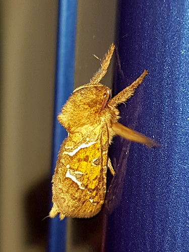 Triodia sylvina
