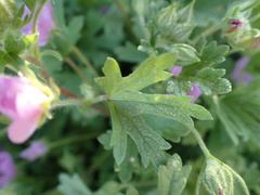 Eremalche parryi kernensis