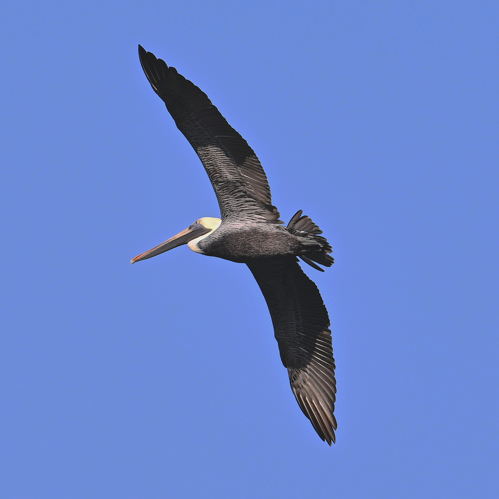 Brown Pelican from Agujitas de Drake, Provincia de Puntarenas, Costa ...