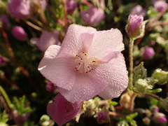 Eremalche parryi kernensis