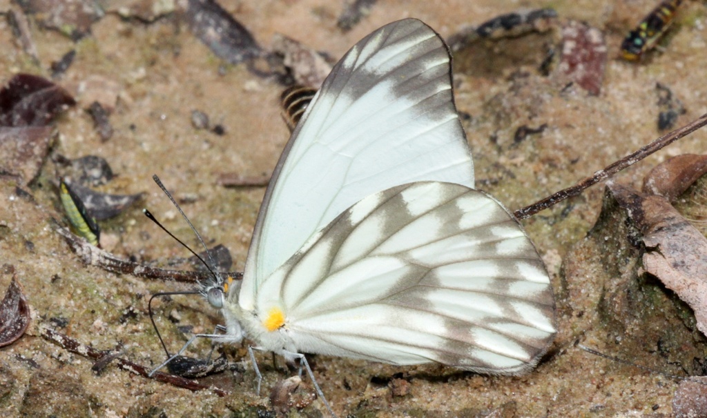 Hesperocharis nera