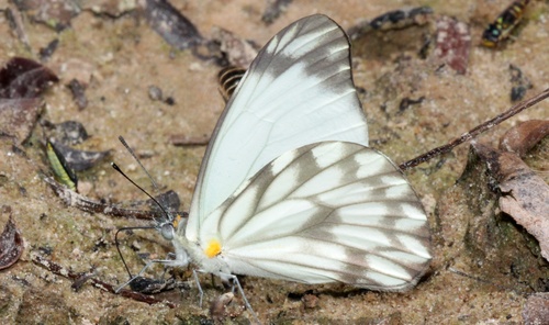 Ocre boliviana
