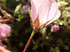 Eremalche parryi kernensis