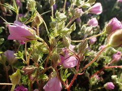 Eremalche parryi kernensis