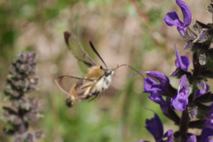 Hemaris tityus