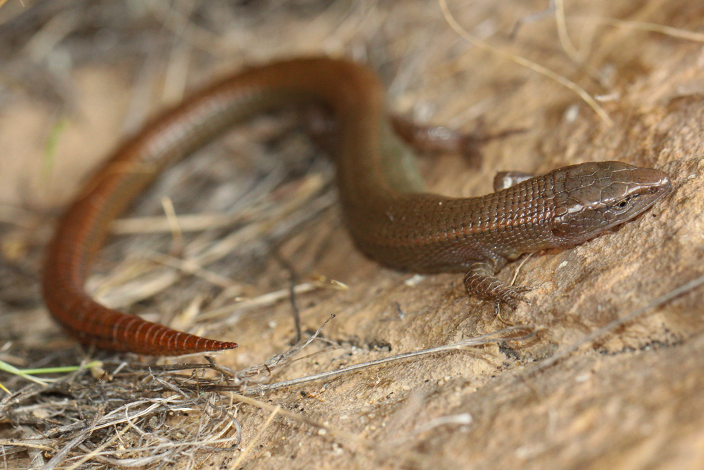 Petracola labioocularis