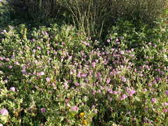 Eremalche parryi kernensis