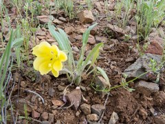 Oenothera primiveris primiveris