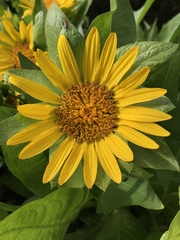 Wyethia glabra