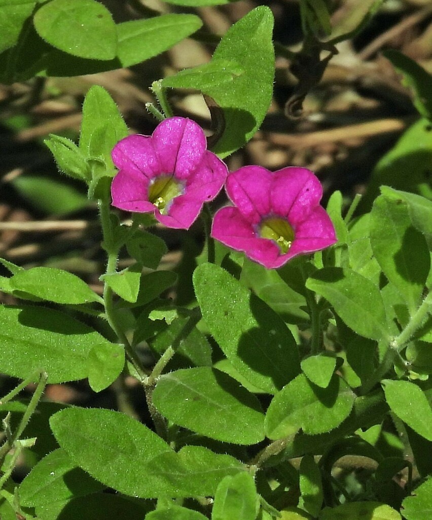 Calibrachoa linoides (Calibrachoa linoides)