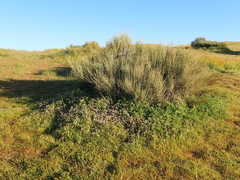 Eremalche parryi kernensis