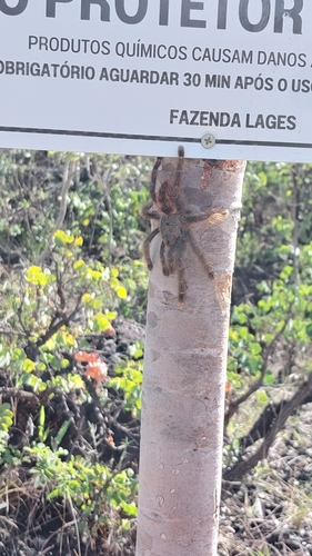 Avicularia taunayi