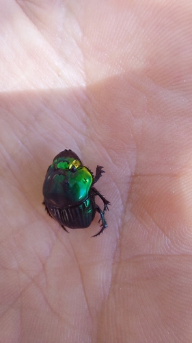 Phanaeus palaeno