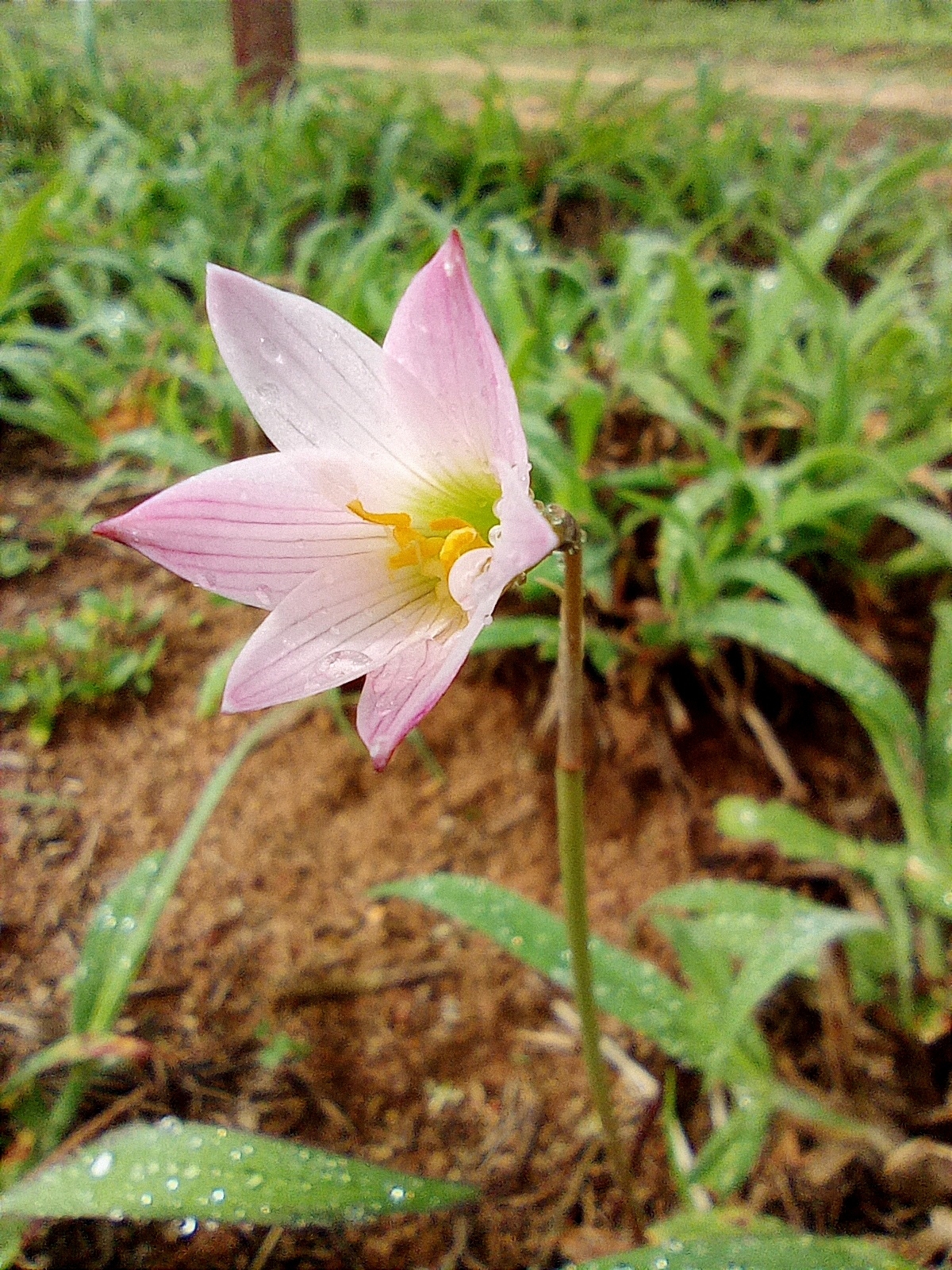 Zephyranthes cearensis