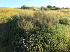 Eremalche parryi kernensis