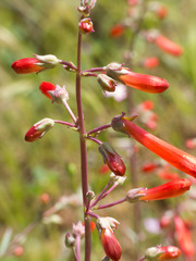 Penstemon subulatus