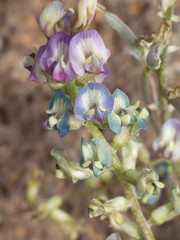 Astragalus arizonicus