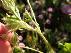 Eremalche parryi kernensis