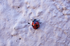 Coccinella monticola