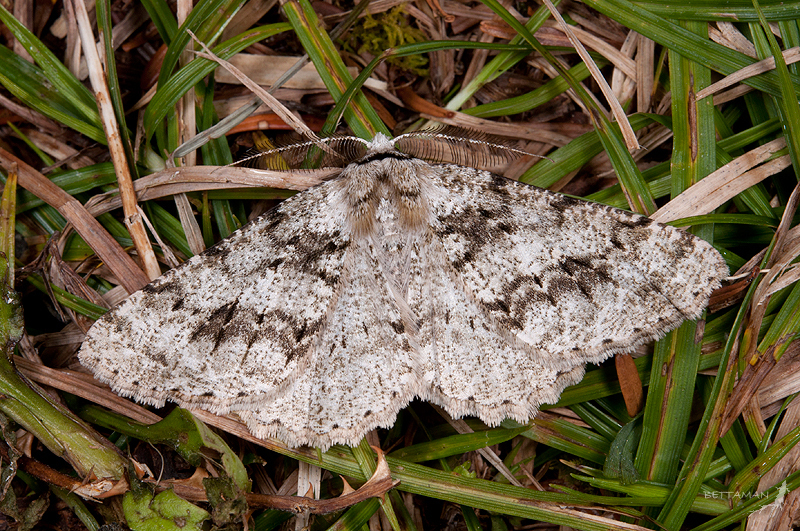 Lassaba tayulingensis