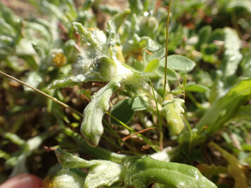 Image of Monolopia congdonii by no rights reserved