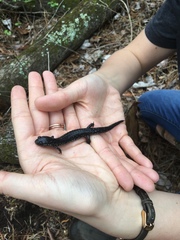Plethodon chlorobryonis