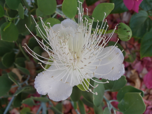Image of Capparis cartilaginea by (c) Анна Митрошенкова, some rights reserved (CC BY)