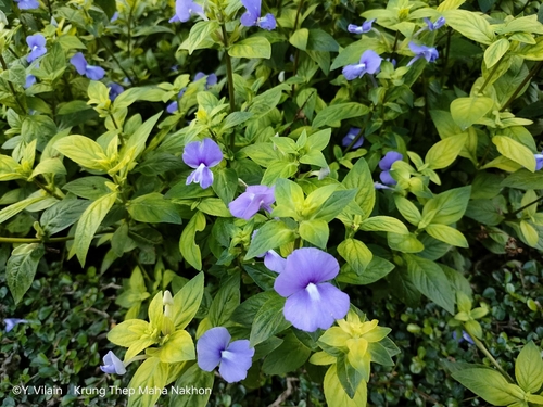 Matourea azurea