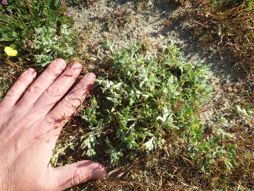 Image of Monolopia congdonii by no rights reserved