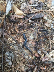 Plethodon chlorobryonis