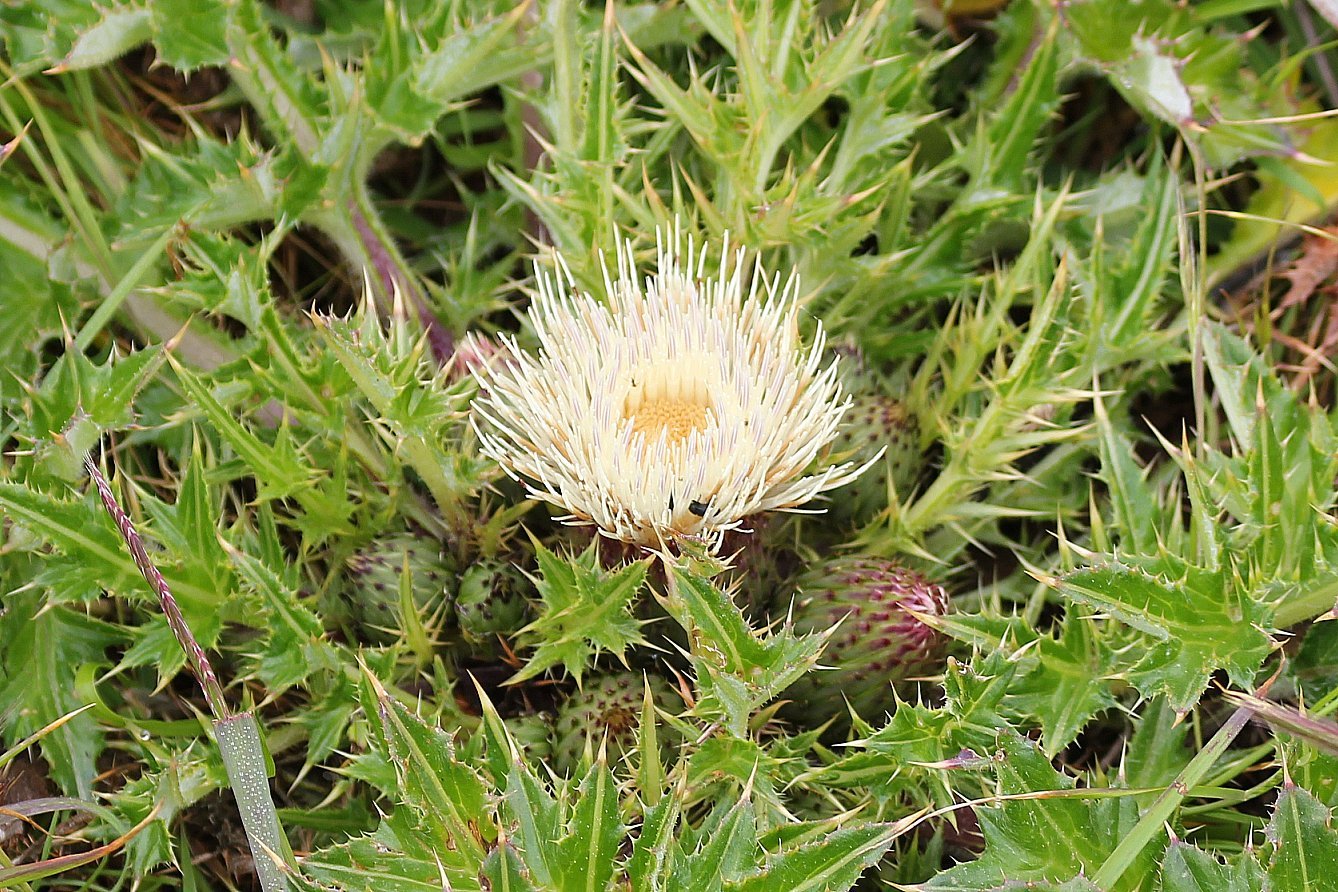 Cirsium quercetorum