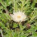 Alameda Thistle - Photo (c) David Hofmann, some rights reserved (CC BY-NC-ND)