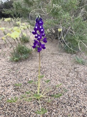 Lupinus odoratus